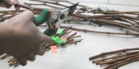 Kako razmnožiti reznice grožđa u jesen